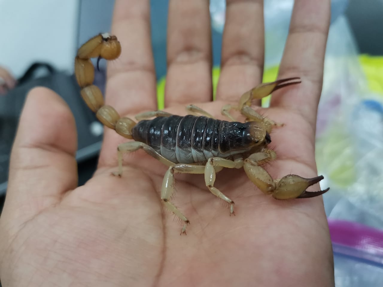 Hoffmannihadrurus aztecus